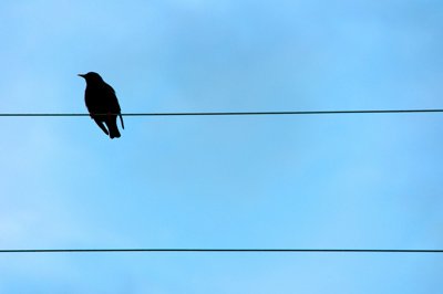 Seul, ça ne tiens qu'à un fil_4612330097_l.jpg